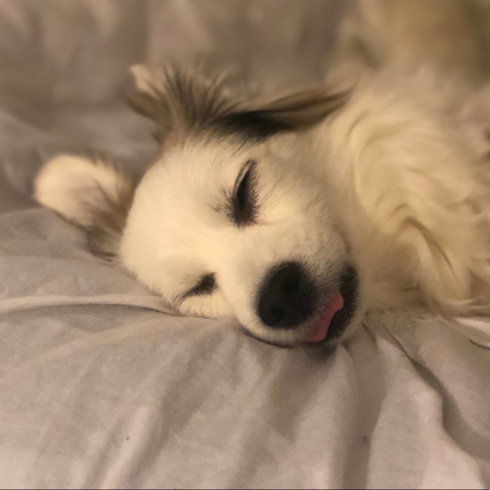 Meet your Posher, Bella